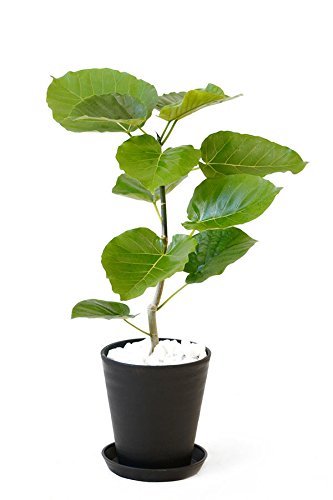 Amazon｜観葉植物 本物 選べる観葉植物 6号鉢 (フィカス